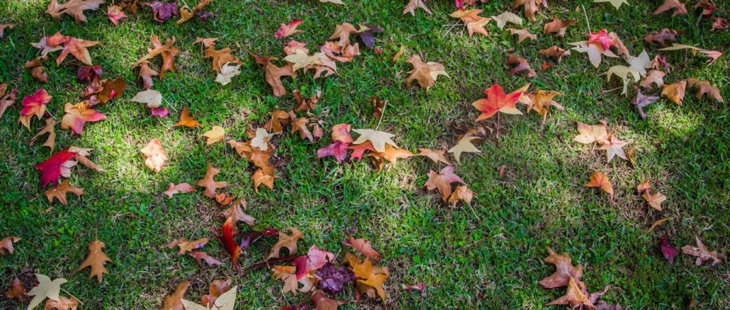 Schönere Freizeit: Tipps für einen schönen Garten