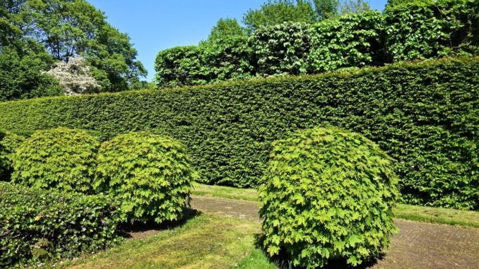 Immergrüne Hecken – eine beliebte Art der Gartenbegrenzung