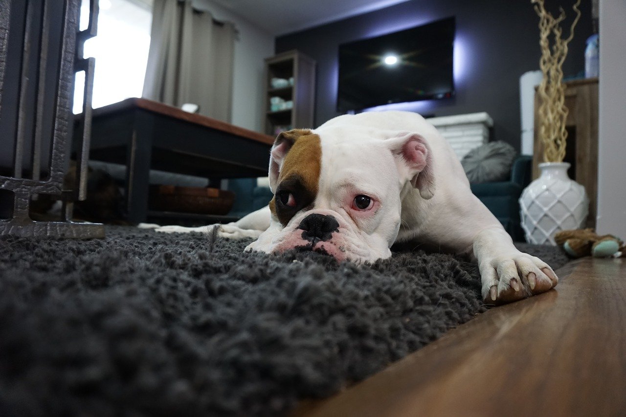 Hunde und Teppich - diese Teppiche müssen oft gereinigt werden 