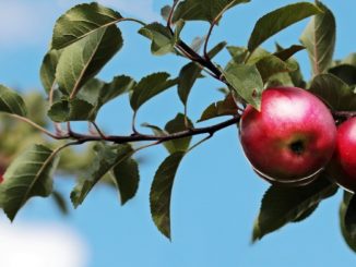 Das richtige Düngen von Obstbäumen - Ratgeber und Tipps