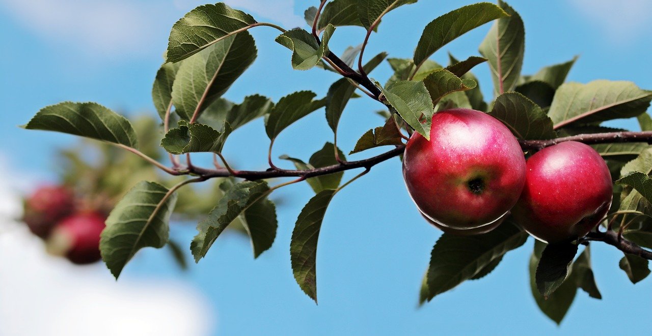 Das richtige Düngen von Obstbäumen Ratgeber und Tipps