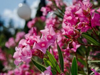 Oleander: Eine Faszination der Pflanzenwelt