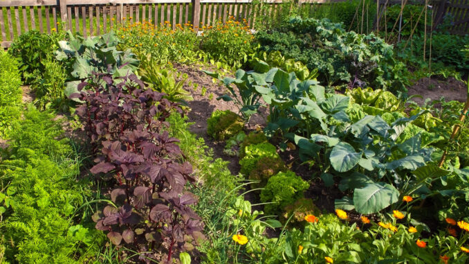 Der Start in den eigenen Obst- und Gemüsegarten